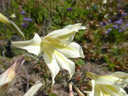 Imagem de Gladiolus tristis L.