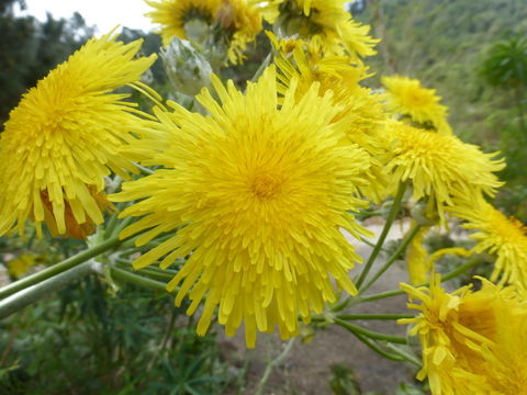 Imagem de Sonchus acaulis Dum.-Cours.