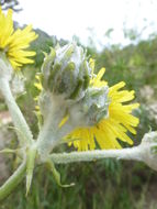 Plancia ëd Sonchus acaulis Dum.-Cours.