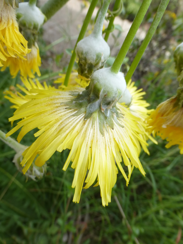 Plancia ëd Sonchus acaulis Dum.-Cours.