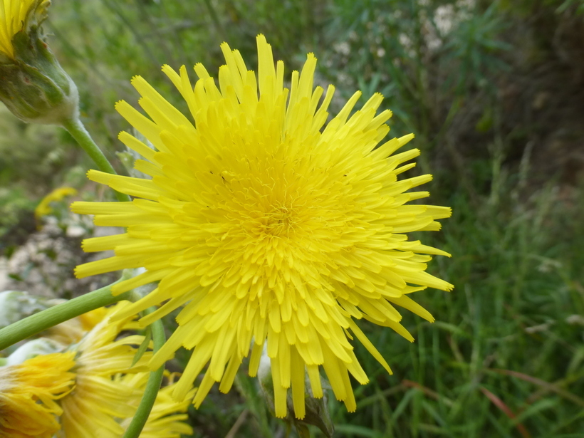 Plancia ëd Sonchus acaulis Dum.-Cours.