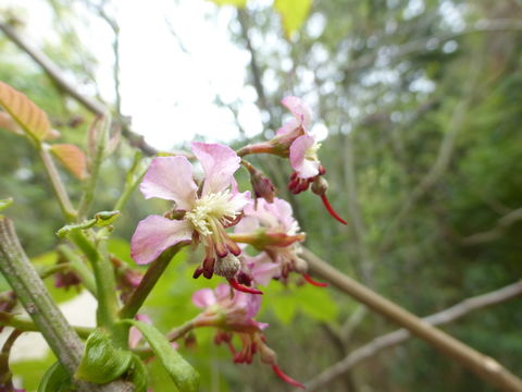 Image of Mexican buckeye