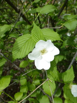 Imagem de Rhodotypos scandens (Thunb.) Makino