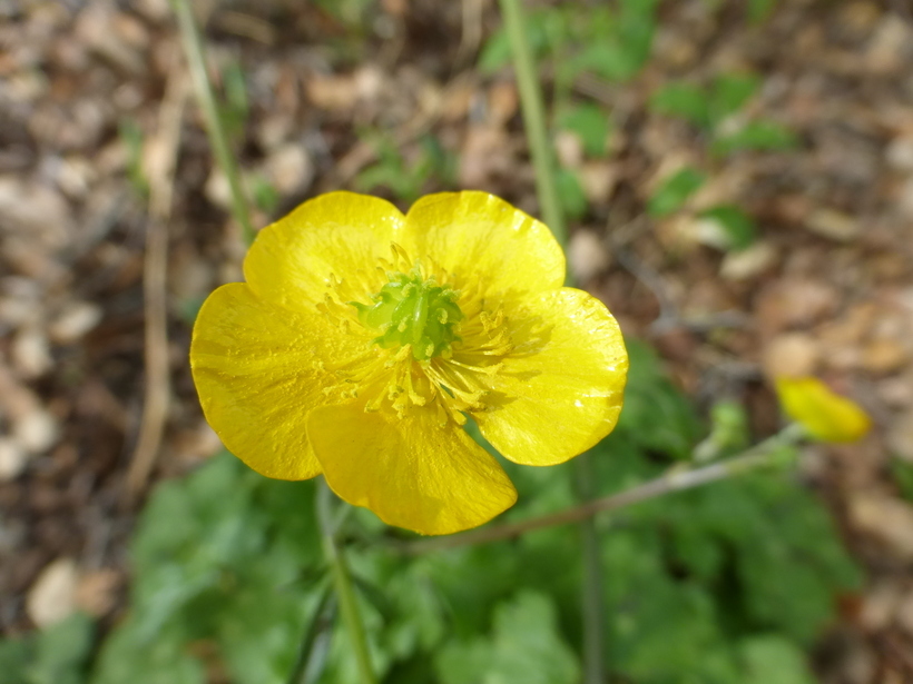 Ranunculus lanuginosus (rights holder: 2017 Zoya Akulova)