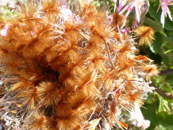 Image of Protea speciosa (L.) L.