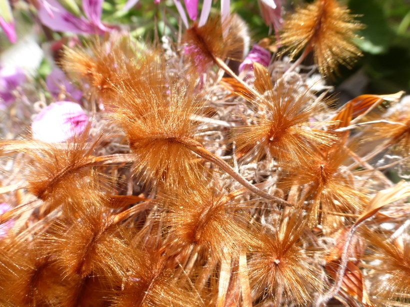 Imagem de Protea speciosa (L.) L.