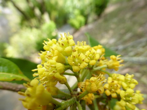 Image de Pittosporum daphniphylloides Hayata