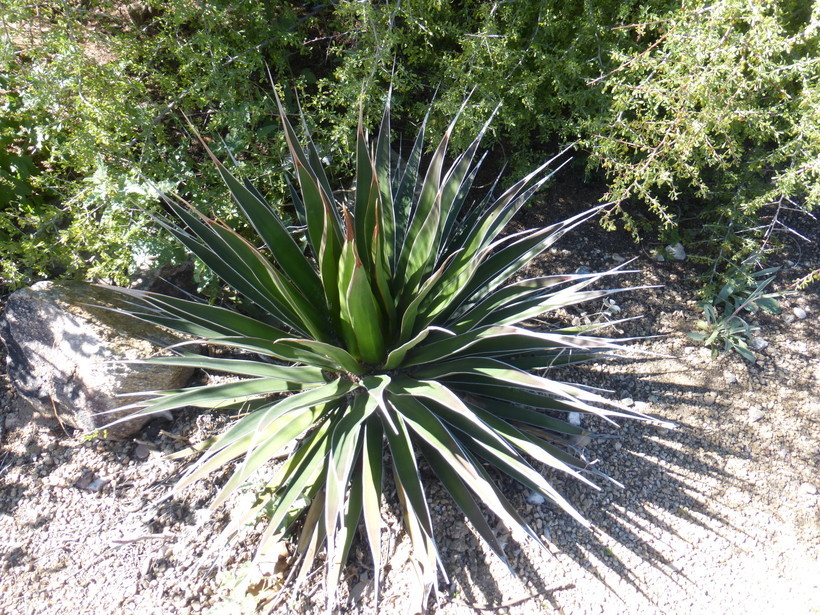 Image de Agave ocahui Gentry