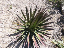 Image de Agave ocahui Gentry