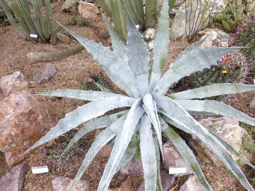 Image of Agave sobria Brandegee