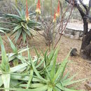 Aloe lutescens Groenew. resmi