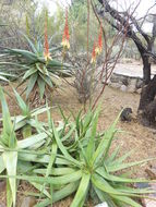 Image of Malapati aloe