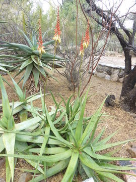 Plancia ëd Aloe lutescens Groenew.