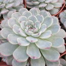 Image of Echeveria minima Meyrán