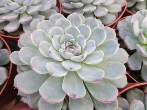 Image of Echeveria minima Meyrán