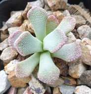 Plancia ëd Titanopsis calcarea (Marloth) Schwant.