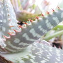 Image of Aloe greatheadii Schönland