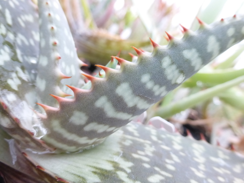 Image of Aloe greatheadii var. davyana (Schönland) Glen & D. S. Hardy