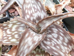 Image of Aloe menyharthii Baker