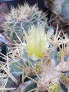 Ferocactus glaucescens (DC.) Britton & Rose resmi