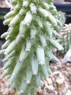 Sivun Euphorbia neoreflexa Bruyns kuva