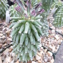 Sivun Euphorbia neoreflexa Bruyns kuva