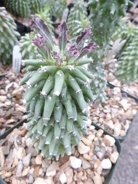 Sivun Euphorbia neoreflexa Bruyns kuva