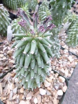 Image of Euphorbia neoreflexa Bruyns