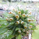 Imagem de Euphorbia schubei Pax