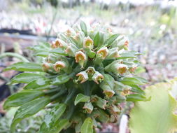 Image of Euphorbia schubei Pax