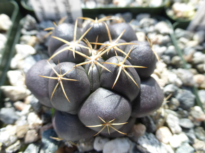 Image of Coryphantha elephantidens (Lem.) Lem.