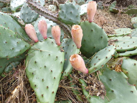 Image of Grassland Pricklypear