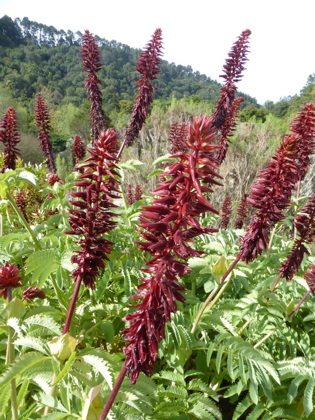 Image de Melianthus major L.