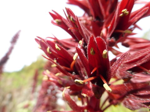 Image of Honey Bush