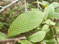 Image of Meliosma myriantha Siebold & Zucc.