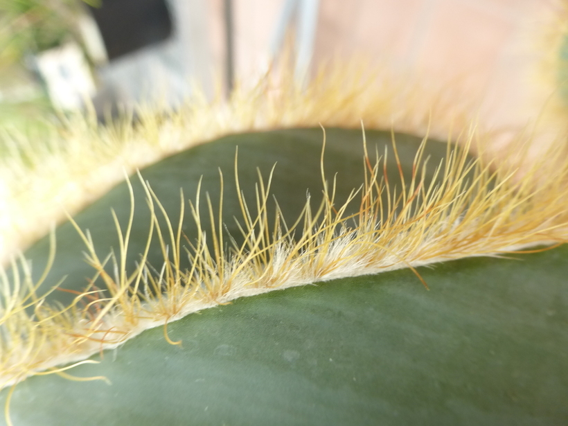 Image of Parodia magnifica (F. Ritter) F. H. Brandt