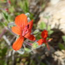 Image de Pelargonium fulgidum (L.) L'Her.