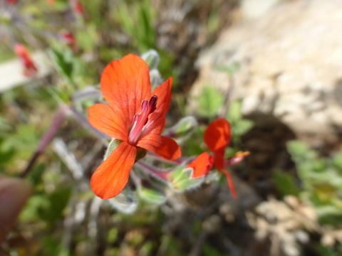 Image of Scarlet pelargonium