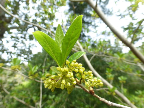 Image of Lindera erythrocarpa Makino