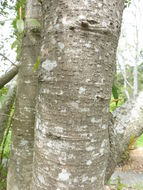 Image of Magnolia insignis Wall.