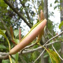 Image of Magnolia insignis Wall.