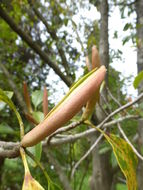 Image of Magnolia insignis Wall.