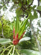 Plancia ëd Rhododendron decorum Franch.