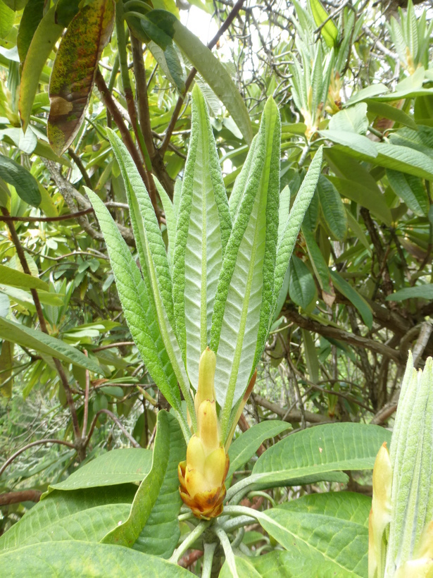 Image of Rhododendron grande Wight