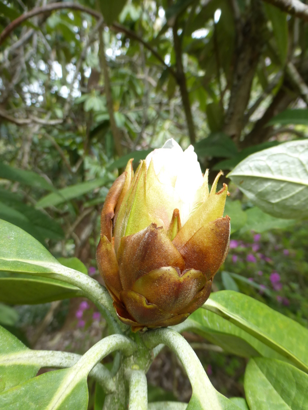 Imagem de Rhododendron grande Wight