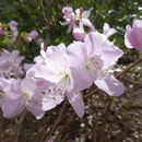 Rhododendron schlippenbachii Maxim. resmi