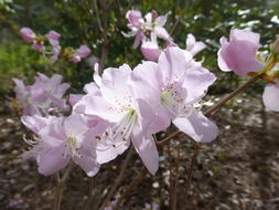 Image of Rhododendron schlippenbachii Maxim.