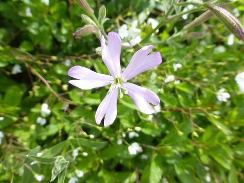 Image of Silene fruticosa L.