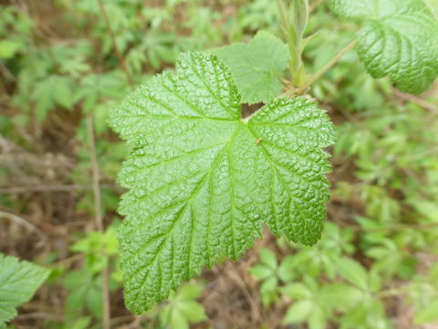 Image of Rubus trilobus Ser.