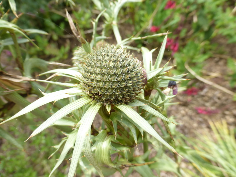 Imagem de Eryngium alternatum Coult. & N. E. Rose